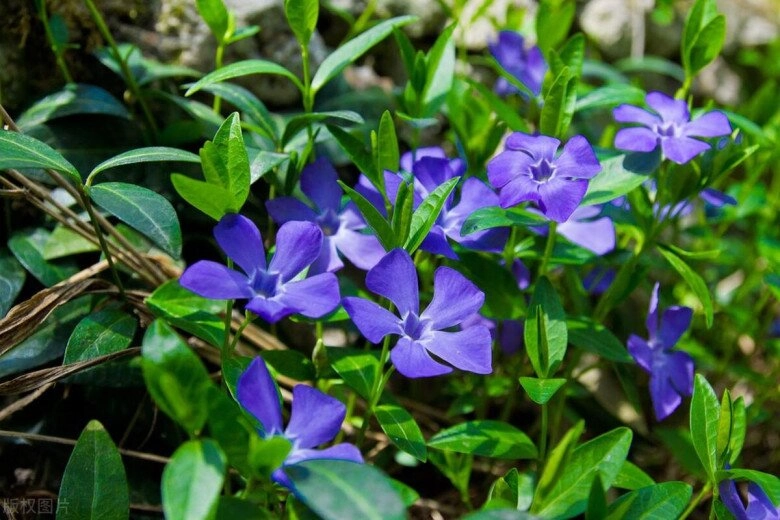 5 loại hoa dễ trồng như cỏ dại nở từ xuân sang đông trồng ở ban công giúp hút vượng khí cả năm - 8