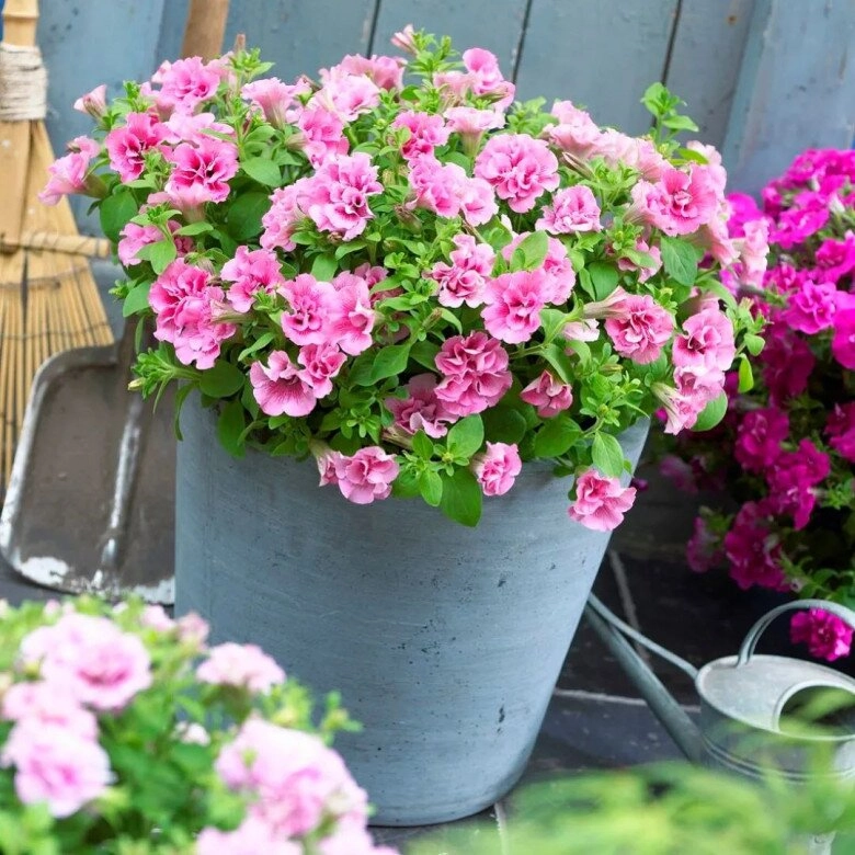 5 loại hoa dễ trồng như cỏ dại nở từ xuân sang đông trồng ở ban công giúp hút vượng khí cả năm - 9