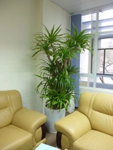 Bật mí chọn cây xanh để phòng lãnh đạo được bình an nhiều năng lượng công việc may mắn - 3