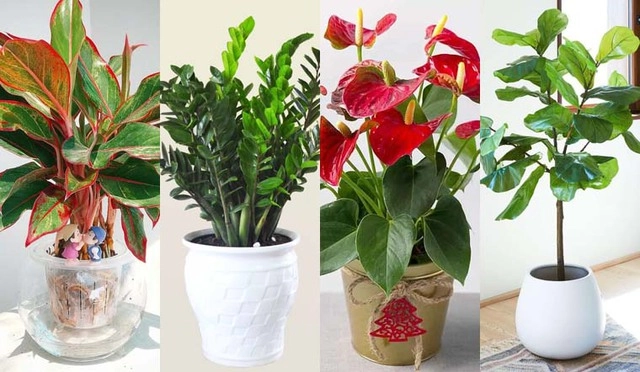 Cách chọn cây phong thủy để bàn theo từng mệnh giúp thăng tiến may mắn và tài lộc - 1