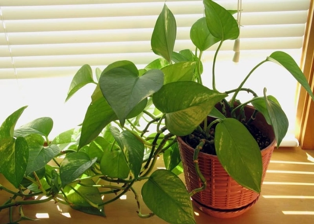 Cách tận dụng nguồn năng lượng đặc biệt của tháng 6 nhuận để kích hoạt may mắn thịnh vượng - 2