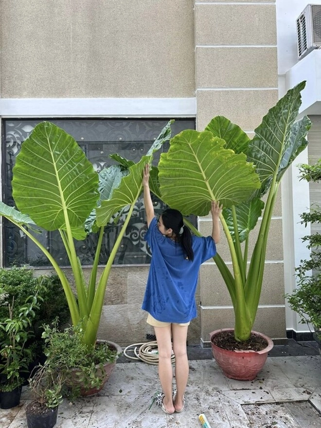 Cây cảnh nghe tên mà rùng mình nhưng đàm vĩnh hưng và vân trang đều mê vì vừa sang vừa đón lộc - 2