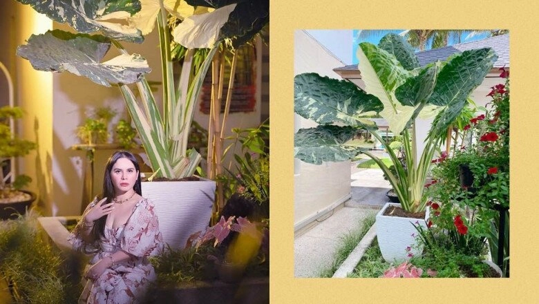 Cây cảnh nghe tên mà rùng mình nhưng đàm vĩnh hưng và vân trang đều mê vì vừa sang vừa đón lộc - 3