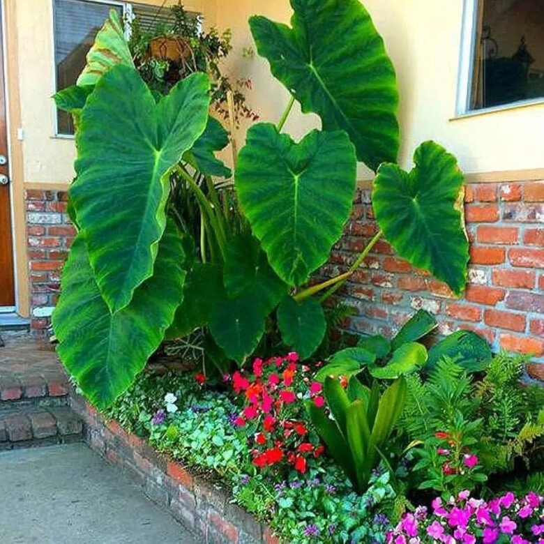 Cây cảnh nghe tên mà rùng mình nhưng đàm vĩnh hưng và vân trang đều mê vì vừa sang vừa đón lộc - 4
