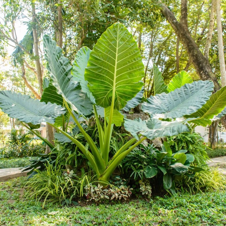 Cây cảnh nghe tên mà rùng mình nhưng đàm vĩnh hưng và vân trang đều mê vì vừa sang vừa đón lộc - 5