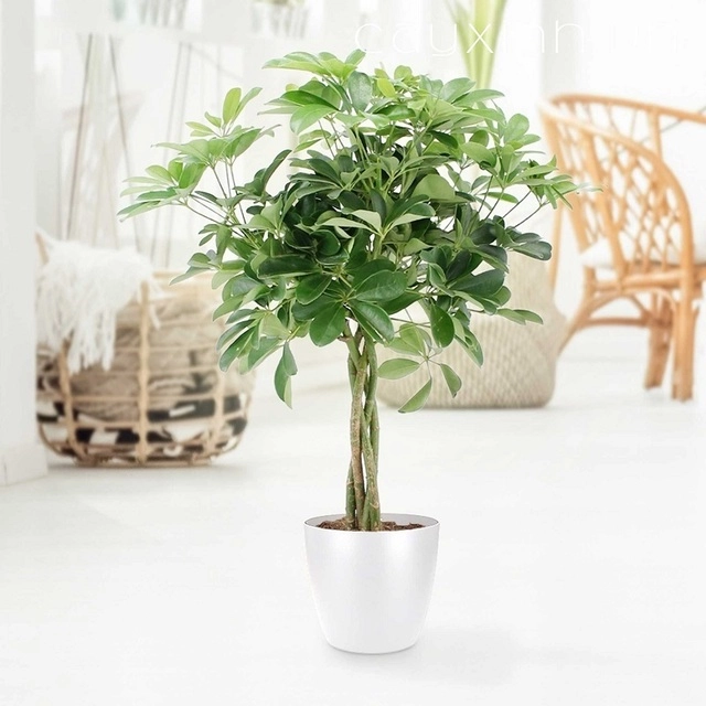 Cây cảnh phong thủy phòng lãnh đạo cho người mệnh mộc - 2