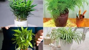 Cây cảnh phong thủy phòng lãnh đạo cho người mệnh thủy giúp bình an thịnh vượng - 1