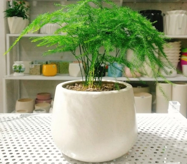 Cây cảnh phong thủy phòng lãnh đạo cho người mệnh thủy giúp bình an thịnh vượng - 4