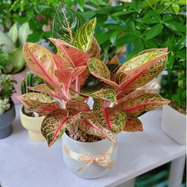Cây cảnh phong thủy phòng lãnh đạo cho người mệnh thủy giúp bình an thịnh vượng - 5