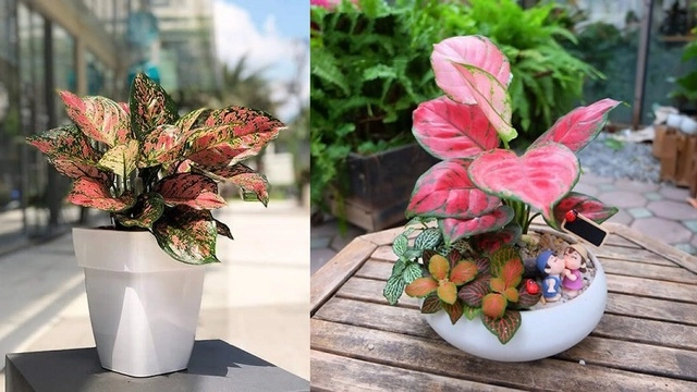 Cây cảnh phong thủy phòng lãnh đạo mệnh hỏa giúp đem đến vận may điềm lành trong cuộc sống - 1