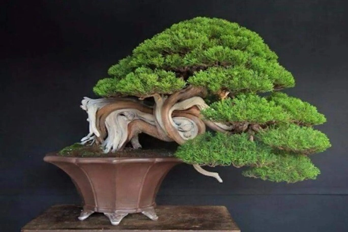 Cây dại ăn được liền thành tiên trồng trong nhà vừa làm rau vừa làm thuốc lại hút vượng khí may mắn cho gia đình - 3