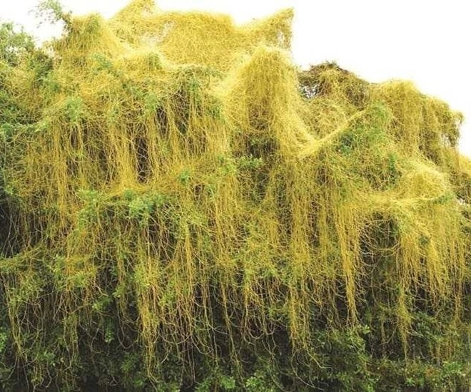 Cây dại leo bờ rào nay thành đặc sản giá 150000 đồngkg vừa giúp thanh nhiệt vừa bổ thận trồng tại nhà tình tiền lên hương - 1