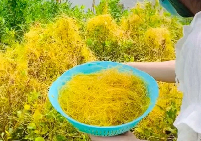 Cây dại leo bờ rào nay thành đặc sản giá 150000 đồngkg vừa giúp thanh nhiệt vừa bổ thận trồng tại nhà tình tiền lên hương - 3