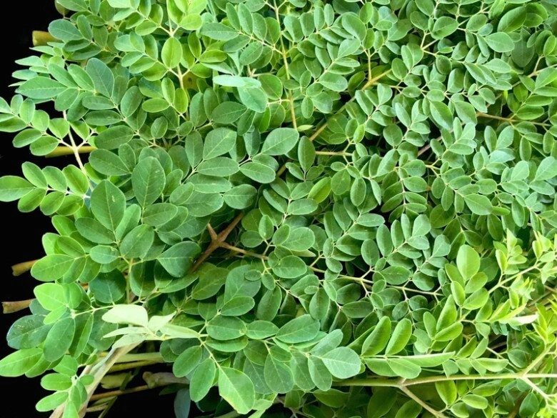 Cây này thường bị nhầm là rau ngót canxi gấp 4 lần sữa nấu thành canh cực ngon và bổ - 1