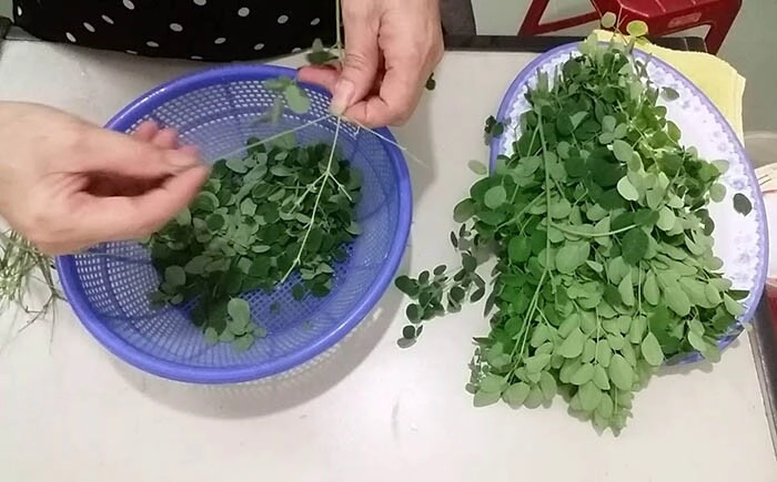 Cây này thường bị nhầm là rau ngót canxi gấp 4 lần sữa nấu thành canh cực ngon và bổ - 2