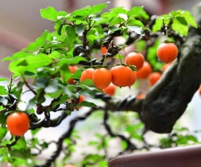 Chẳng trách người giàu thích 4 cây này hóa ra chúng sinh ra đã có vàng càng trồng lâu càng có giá - 1