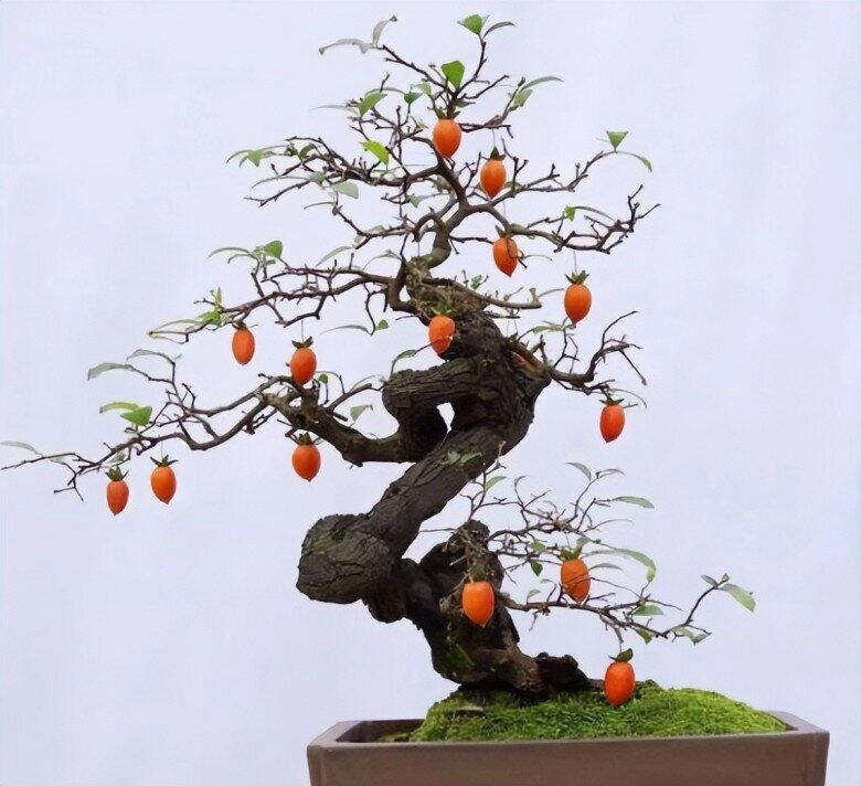 Chẳng trách người giàu thích 4 cây này hóa ra chúng sinh ra đã có vàng càng trồng lâu càng có giá - 2