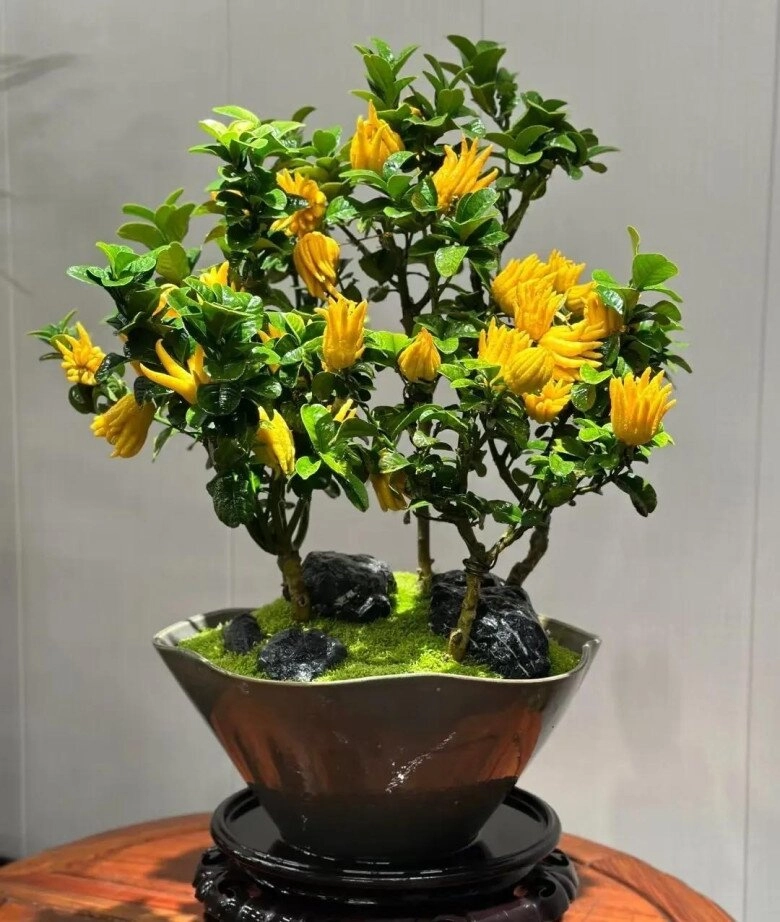 Chẳng trách người giàu thích 4 cây này hóa ra chúng sinh ra đã có vàng càng trồng lâu càng có giá - 3