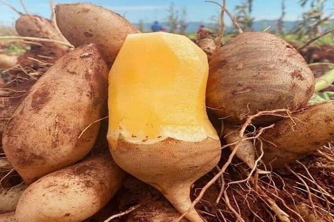 Củ này mệnh danh là vua bổ gan lá kho cá cực ngon trồng ở ban công sẽ xua đuổi vận xui mang lại may mắn - 2