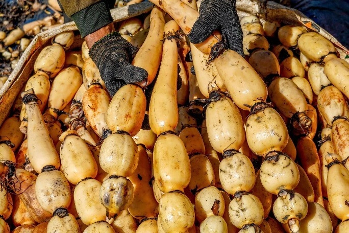 Củ này mệnh danh là vua bổ gan lá kho cá cực ngon trồng ở ban công sẽ xua đuổi vận xui mang lại may mắn - 4