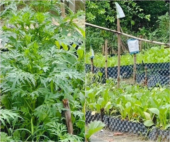 Cuộc sống thôn quê của việt trinh ở nhà vườn 3000m2 có vườn rau xanh thích mắt ai nhìn cũng thấy an yên - 3