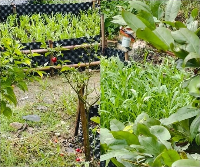 Cuộc sống thôn quê của việt trinh ở nhà vườn 3000m2 có vườn rau xanh thích mắt ai nhìn cũng thấy an yên - 4