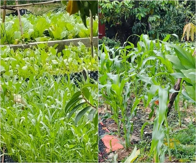 Cuộc sống thôn quê của việt trinh ở nhà vườn 3000m2 có vườn rau xanh thích mắt ai nhìn cũng thấy an yên - 6