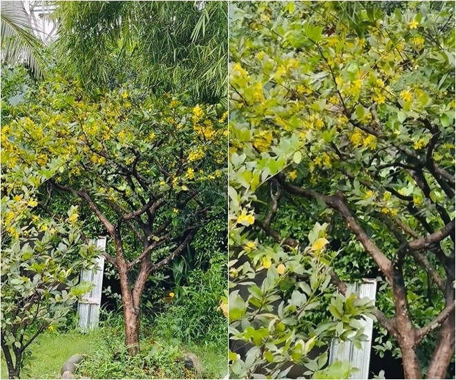 Cuộc sống thôn quê của việt trinh ở nhà vườn 3000m2 có vườn rau xanh thích mắt ai nhìn cũng thấy an yên - 8