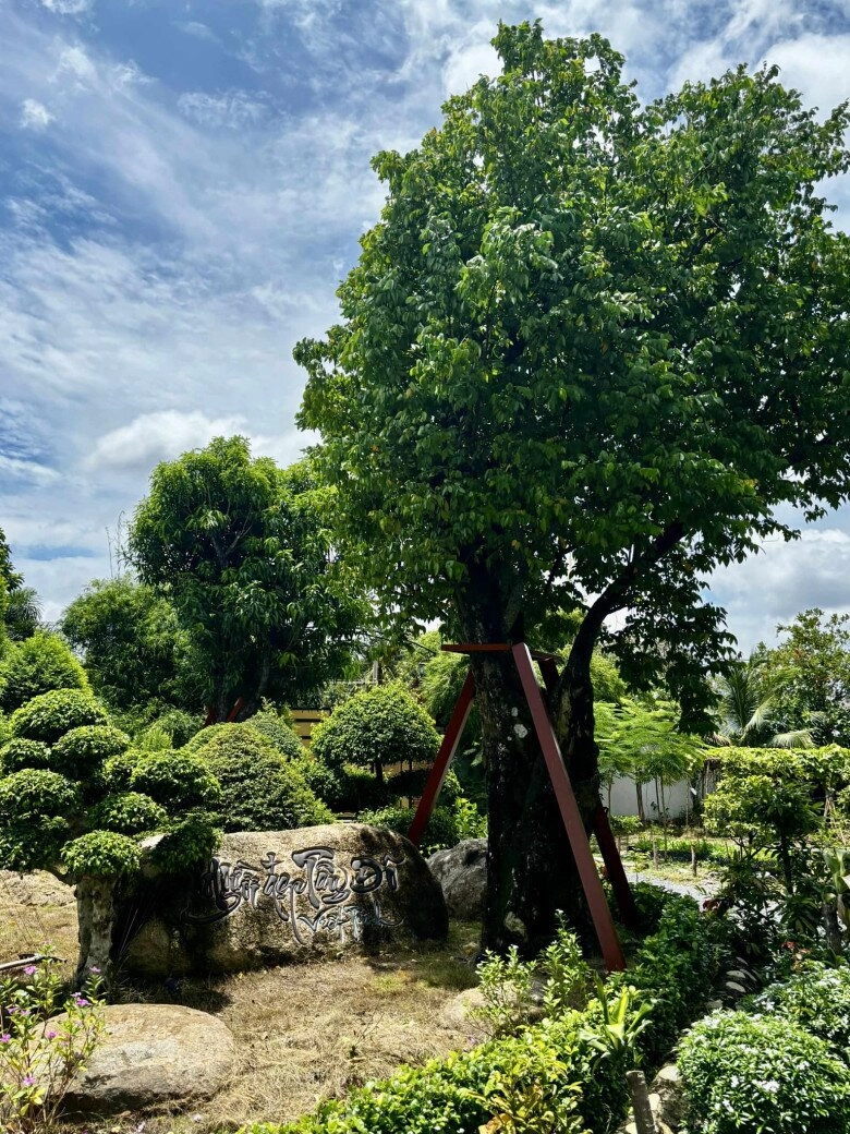 Cuộc sống thôn quê của việt trinh ở nhà vườn 3000m2 có vườn rau xanh thích mắt ai nhìn cũng thấy an yên - 11