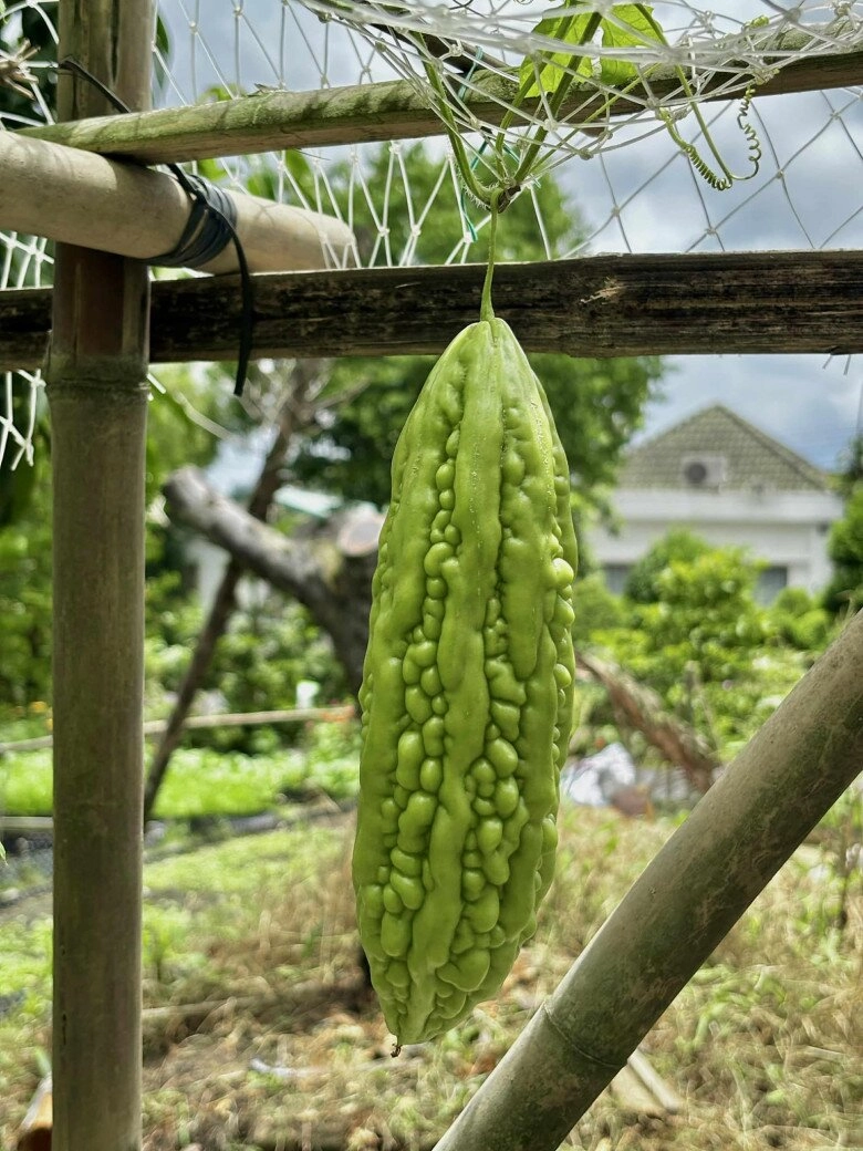 Cuộc sống thôn quê của việt trinh ở nhà vườn 3000m2 có vườn rau xanh thích mắt ai nhìn cũng thấy an yên - 16
