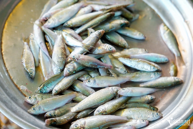 Đặc sản trời cho mỗi năm 1 lần ở miền tây bé bằng ngón tay nấu lẩu rất ngon - 1