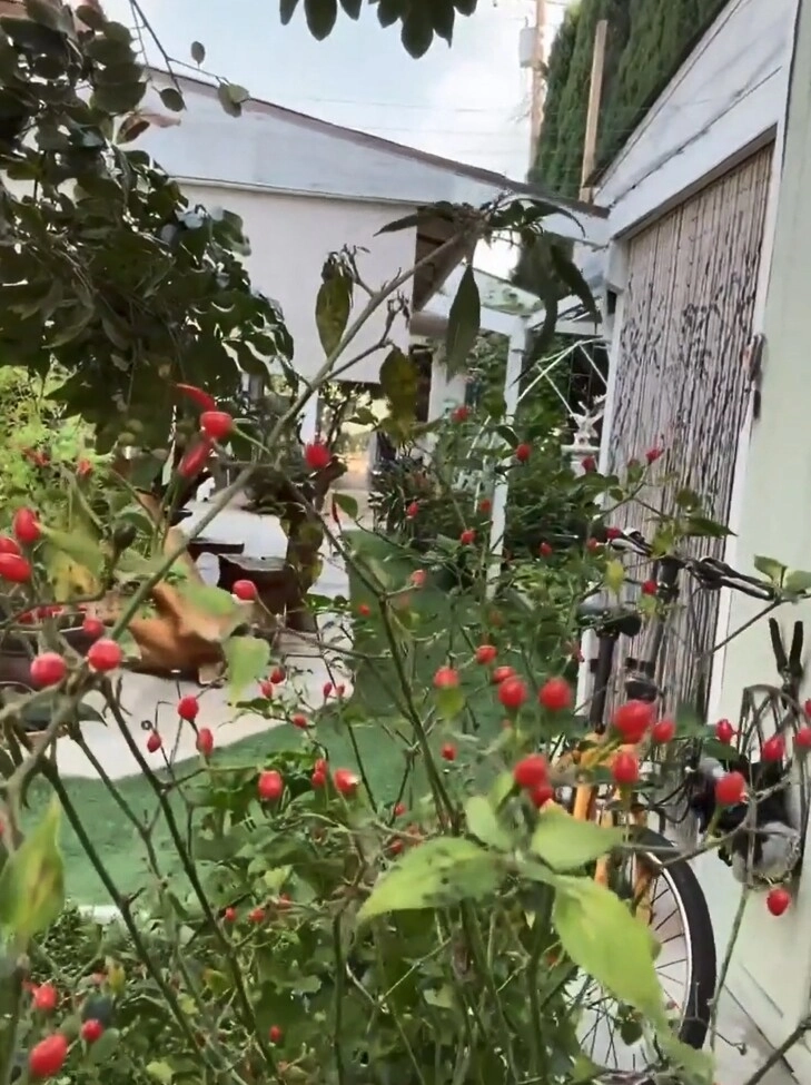 Danh ca hương lan có giàn bầu được nhiều nghệ sĩ đến thăm yên ấm cùng chồng kỹ sư trong nhà vườn 1000m2 - 6