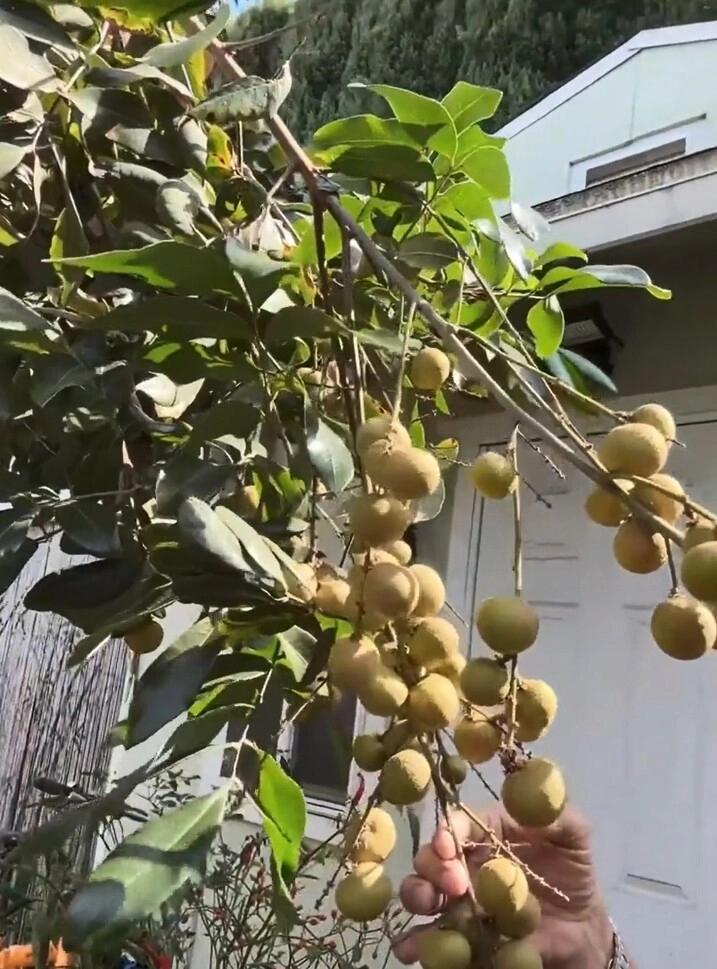 Danh ca hương lan có giàn bầu được nhiều nghệ sĩ đến thăm yên ấm cùng chồng kỹ sư trong nhà vườn 1000m2 - 7