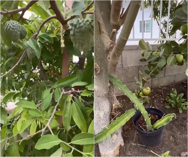 Danh ca hương lan có giàn bầu được nhiều nghệ sĩ đến thăm yên ấm cùng chồng kỹ sư trong nhà vườn 1000m2 - 8