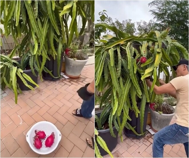 Danh ca hương lan có giàn bầu được nhiều nghệ sĩ đến thăm yên ấm cùng chồng kỹ sư trong nhà vườn 1000m2 - 9