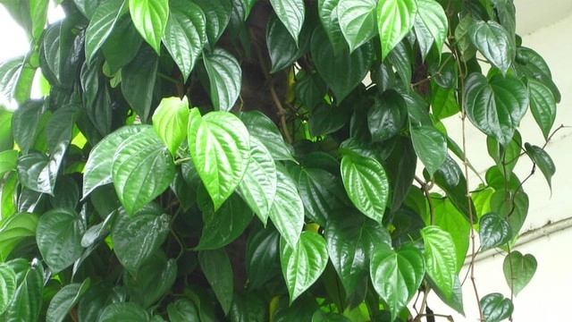 Đặt cây trầu không ở vị trí này trong nhà để mang lại may mắn cho sự nghiệp và bình yên cho ngôi nhà - 2