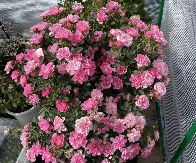Đây là 3 loại phân đạm lân kali có sẵn trong nhà cây lúc nào cũng xanh mơn mởn hoa nở rộ quanh năm - 1