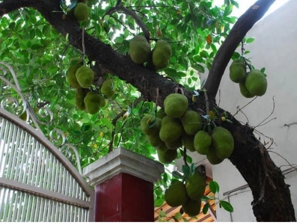 Đây là lý do không nên trồng mít trước nhà người buôn bán làm ăn càng tránh xa càng tốt - 1