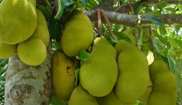 Đây là lý do không nên trồng mít trước nhà người buôn bán làm ăn càng tránh xa càng tốt - 2