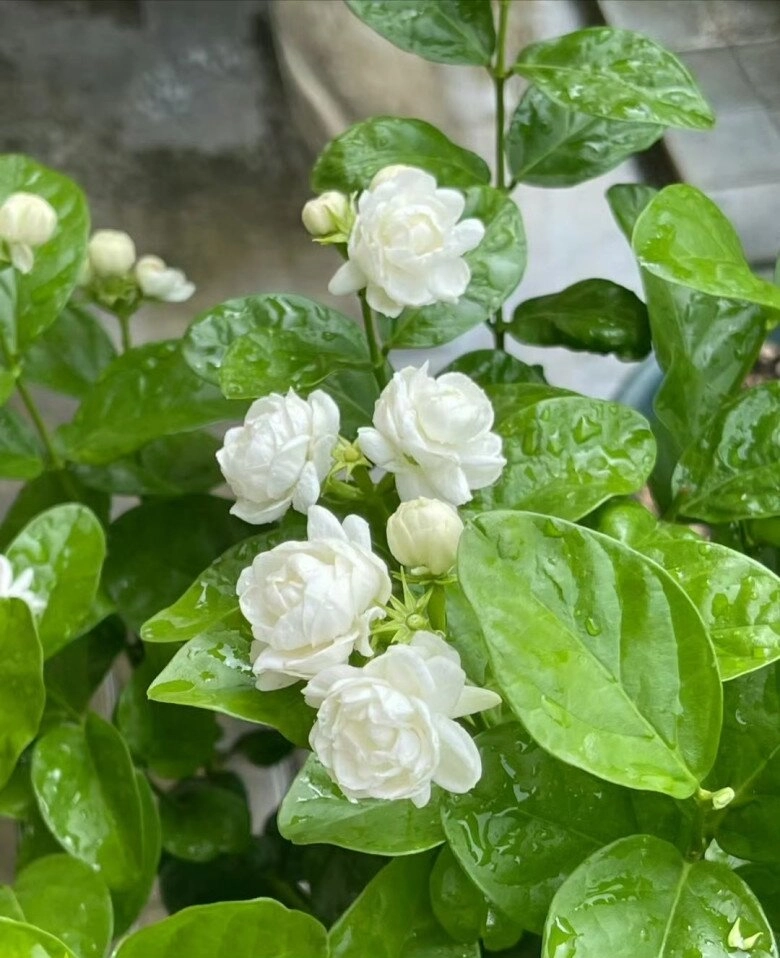 Dùng 2 loại nước hôi này tưới cho hoa nhài càng tưới hoa càng thơm bông càng to nở chi chít khắp cành - 2