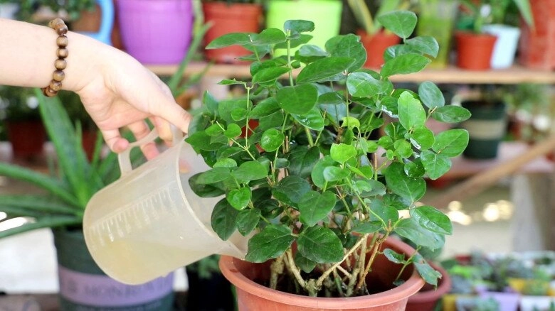 Dùng 2 loại nước hôi này tưới cho hoa nhài càng tưới hoa càng thơm bông càng to nở chi chít khắp cành - 3