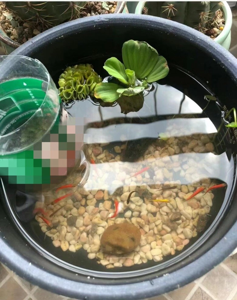 Đừng vứt nồi cơm điện bị hỏng hãy học 8 cách biến tấu này lợi không ngờ - 8