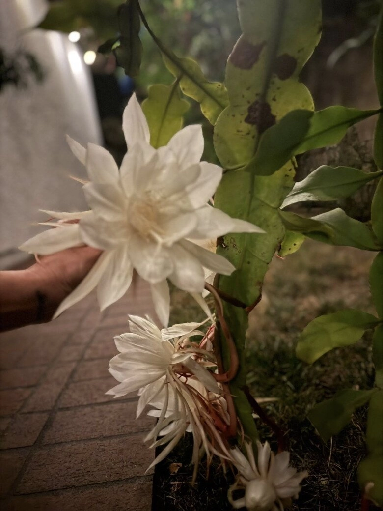 em gái tăng thanh hà sống giản dị với niềm vui trong khu vườn ở mỹ khoe loài hoa chỉ nở về đêm - 27