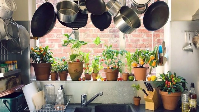 Giới nhà giàu thường đặt cây xanh ở vị trí này bảo sao tiêu tiền không hết - 2