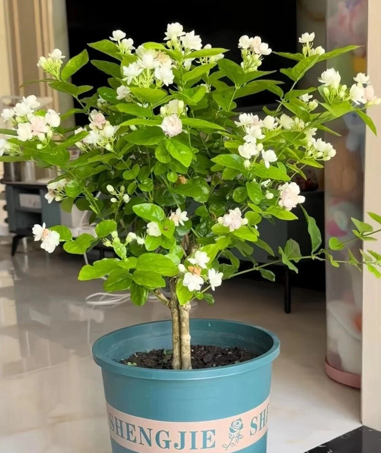 Hoa nhài có 3 công tắc nhỏ mùa hè bật chúng lên cây sẽ nở 200 bông cùng lúc - 6