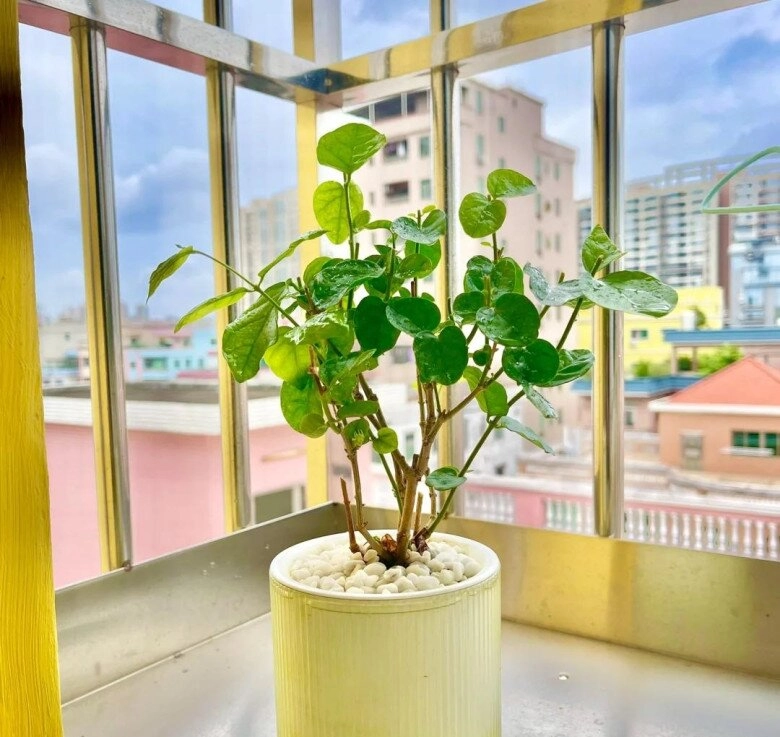 Hoa nhài có 3 công tắc nhỏ mùa hè bật chúng lên cây sẽ nở 200 bông cùng lúc - 7