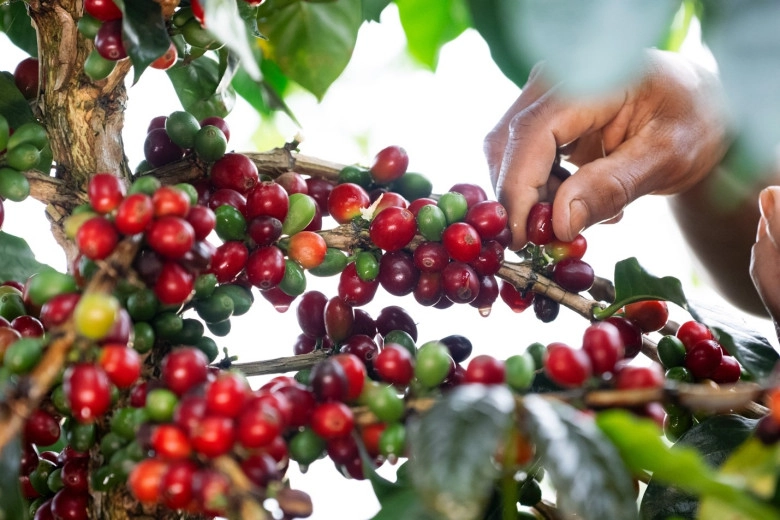 Hương vị độc đáo của trà cascara được làm từ vỏ cà phê - 2