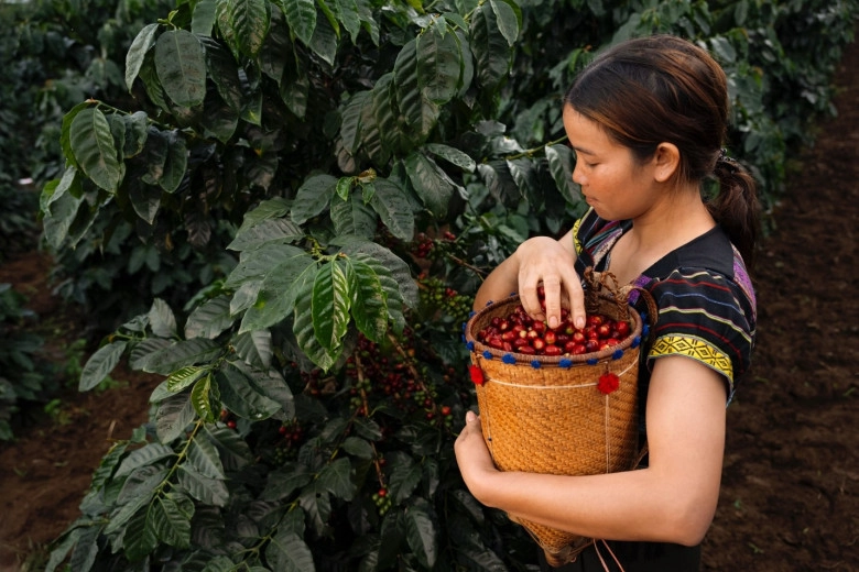 Hương vị độc đáo của trà cascara được làm từ vỏ cà phê - 3