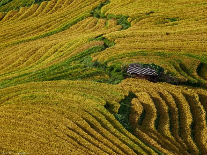 Khám phá những cánh đồng lúa chín đẹp như tranh cho kỳ nghỉ quốc khánh 29 - 2