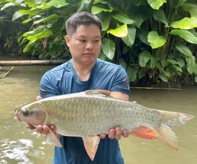Loài cá nước ngọt cực quý hiếm xưa chỉ dùng để tiến vua nay giới sành ăn lùng mua dù giá cao ngất - 1